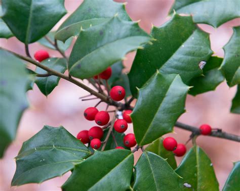 American Holly Plant Care And Growing Guide