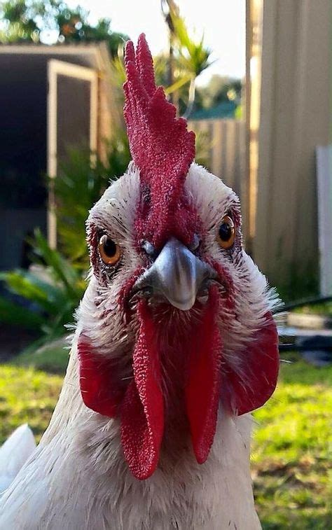 43 Best Cocky Images In 2019 Chickens Backyard Chickens Roosters Chicken Art