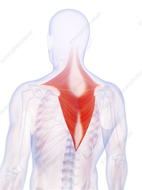 Human Back Muscles Illustration Stock Image F0107203 Science