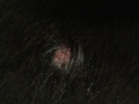 My Dog Developed 2 Bumps On Her Back 2 3 Days Ago And Today When I