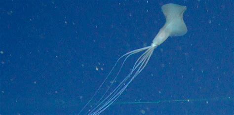 This Super Rare Squid Is A Deep Sea Mystery We Recently Spotted Not 1
