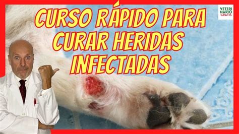 🔴 CÓmo Curar Heridas Infectadas Abiertas En Perros AntibiÓtico Amoxicilina Para Herida