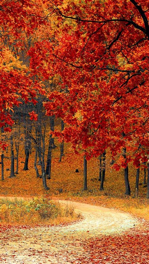 Autumn Phone Hd Wallpapers Wallpaper Cave