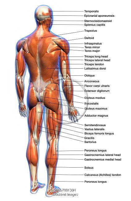 Labeled Anatomy Chart Of Full Body Male Muscular System Rear View On White Background