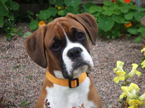 Cute Boxer Puppy Dogs Wallpaper Cute Boxer Puppies Boxer Dogs