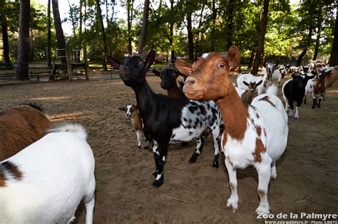 Zoo De La Palmyre Venez Découvrir Les Chèvres Naines