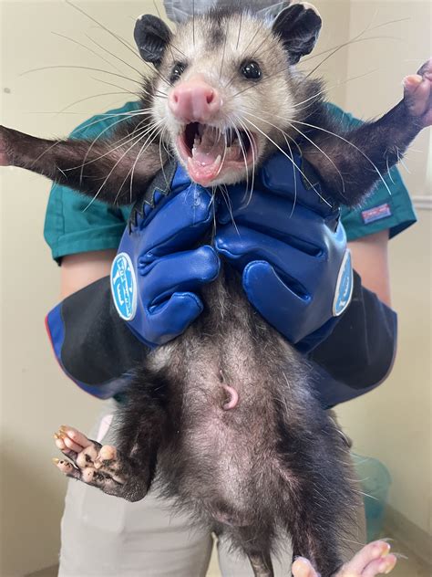 Virginia Opossums