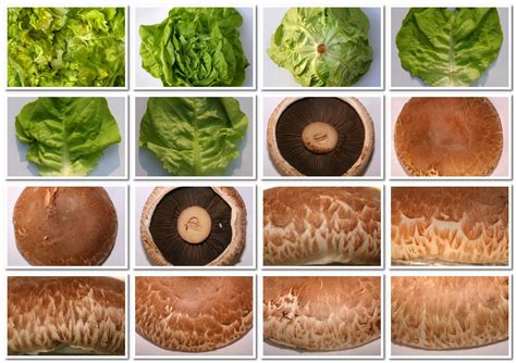 Vegetables Food 56 Textures Hd Texture 3d Model Cgtrader