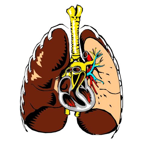 Lungs Cross Section Illustration Free Svg