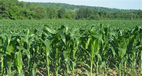 This paper explain the growth of a plant without using a soil.here it uses only a water to sprout the. Maize Cultivation Information Guide | Asia Farming