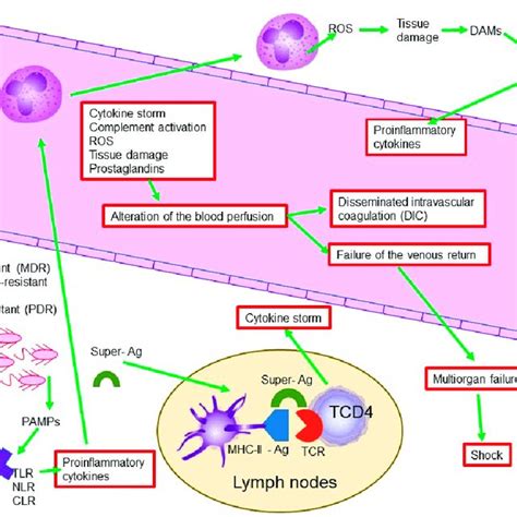 A Brief Look At The Molecular And Cellular Mechanisms Involved In The