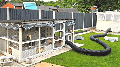 Creating The Ideal Home For Your Rabbits Pdsa