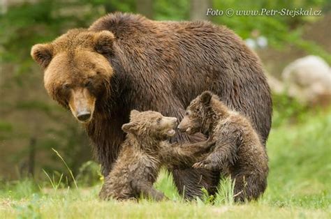 Pin By Bonnie Fink On Cubs Bear Cubs Bear Gallery Animals Kissing