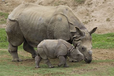 Indian Rhinoceros Animal Wildlife