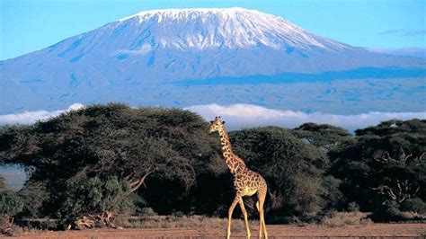 Mount Kilimanjaro Facts For Kids Highest Peak Of Africa Facts For Kids
