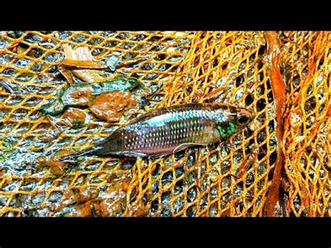 Gambar ikan mas di empang. Sauk Ikan Laga Kampung Dan Tapah Bemban(nostagia Zaman ...
