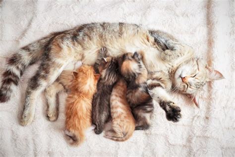 What To Expect When Your Cat Is Expecting Pregnant Cats And Kittens