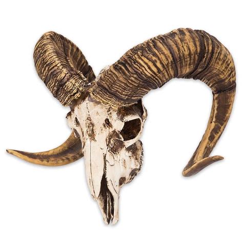 Ram Skull Side View F