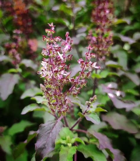 Holy Basil Or Ram Tulsi Or Krishna Tulsi Plant With Flower Close Up