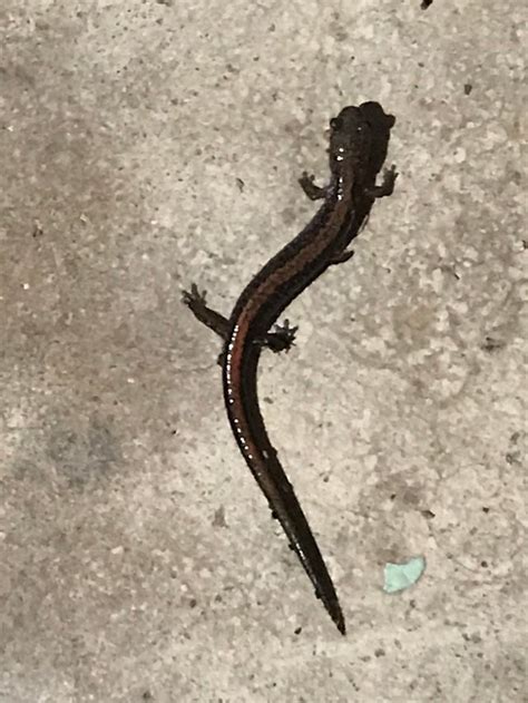 Anyone Know What Kind Of Lizard This Is Its 2 Inches Long And I Keep