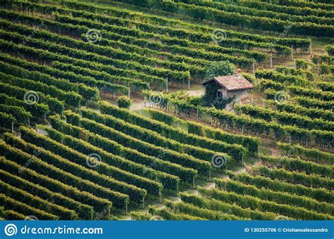 Vineyard Of Barolo Piedmont Italy Stock Photo Image Of Brown Fall
