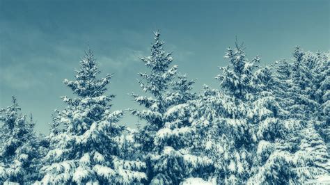 Download Wallpaper 1366x768 Trees Snow Winter Snowy Sky Tablet