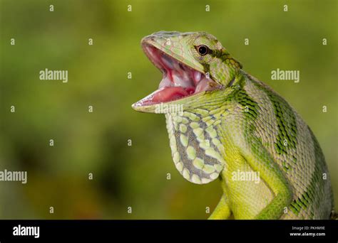 Costa Rica Lizards Hi Res Stock Photography And Images Alamy