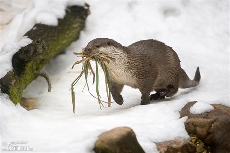 Vydra říční Naturfotocz