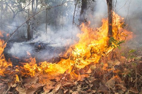 Destruido Por La Quema De Bosques Tropicales Tailandia — Fotos De