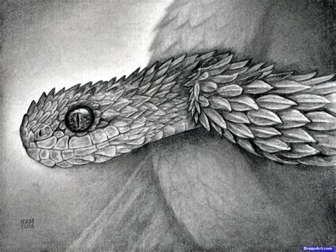 Realistic Snake Black And White Drawing Snake Drawing