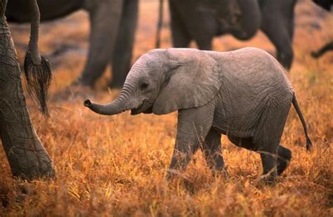 Fun Facts About Africas Baby Safari Animals Baby Elephant Animals