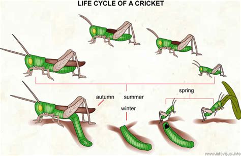 Cricket Biology The Art Of Cricket Cages