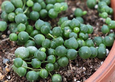 How To Propagate String Of Pearls 🌱 📿 A Step By Step Guide To