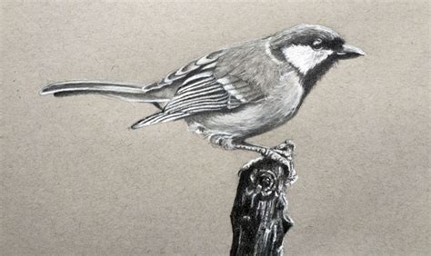 Draw A Realistic Bird With Graphite And Charcoal Pencil