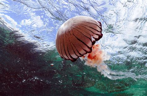 Jellyfish Marine Life South Africa