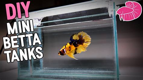 In the wild, a male betta fish must fight for his territory against others. DIY Betta Fish Tank - I Made These! - YouTube