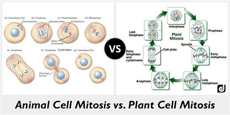 Plant Cell Mitosis And Cellular Division In Educational Outline Diagram