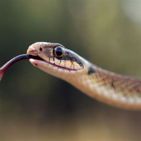 How Do Snakes Smell Understanding Their Unique Sense