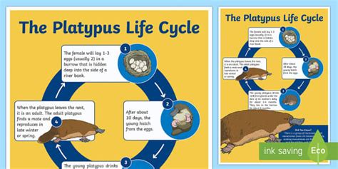 Life Cycle Of A Platypus Display Poster Teacher Made