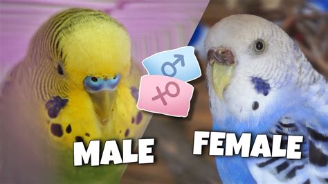 How To Tell The Sex Of Parakeets