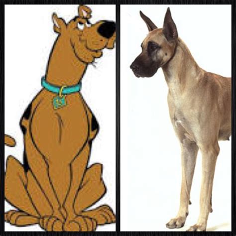 The most common scooby great dane material is cotton. 17 Best images about Cartoons and their real life ...