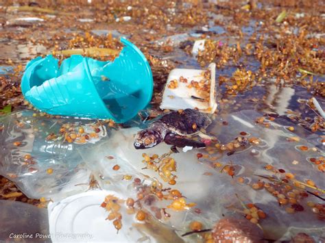 Disturbing Images Reveal How Plastic Pollution Affects Turtles