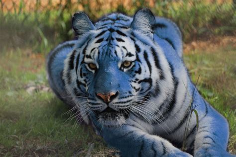 Image Result For Maltese Tigers Rare Animals Maltese Tiger Tiger