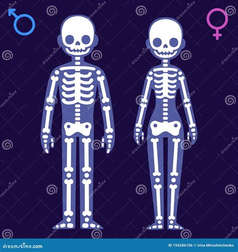 Esqueleto Masculino Y Femenino Ilustración Del Vector Ilustración De