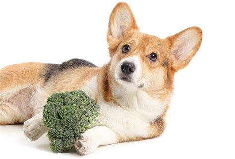 Can Dogs Eat Broccoli Learn The Advantages Of Broccoli And The 3 Best