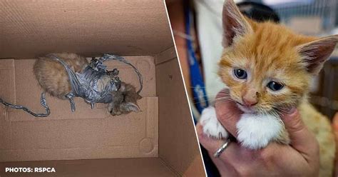Extreme Cruelty Burned Kitten Was Found In A Bin Duct Taped To Firecrackers