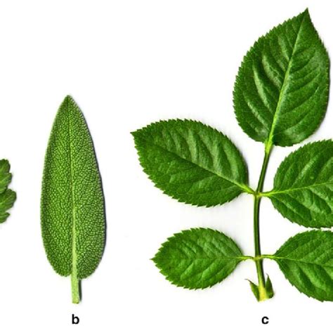 Examples Of Different Leaf Shapes A Simple Lobate Leaf Of