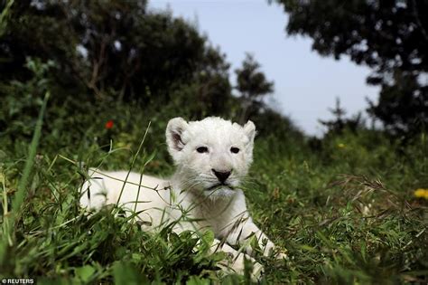 Adorable Newborn White Lion Cub Simba Explores His Zoo Surroundings