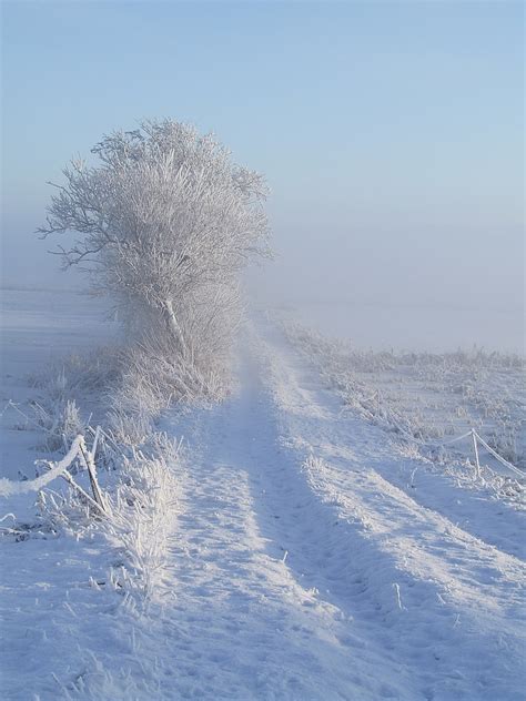 Free Photo Winter White Snow Away Cold Wintry Mood Hippopx
