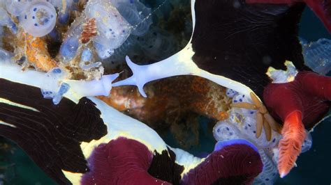 Exchange Nembrotha Chamberlaini Nudibranchs Mating Diving Videos